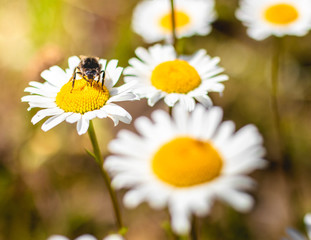 daisy and bee