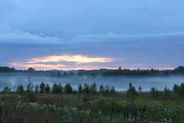 fog in forest in summer evening