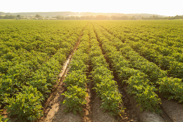 Fototapeta na wymiar potato field at a summer sunny day