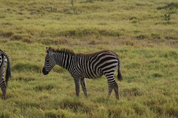 Zebras migrating to green lands

