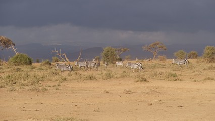 Zebras migrating to green lands

