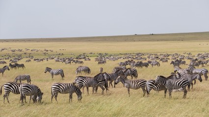 Obraz na płótnie Canvas Zebras migrating to green lands