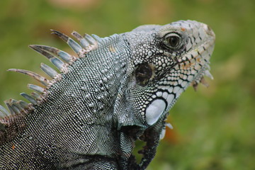 close up of iguana