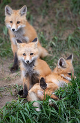 Red fox kits in the wild