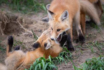 Red fox kits in the wild
