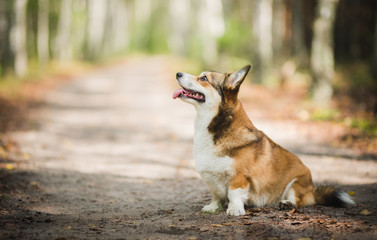 Naklejka na ściany i meble Welsh corgi pembroke dog sitting nicely and looking at the owner, smart and clever, cute sable corgi dog during a walk in a forest