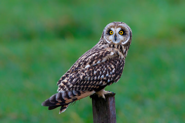 Short-eared owl sitting on a pole in the meadows of Noord Brabant near Rosmalen in the Netherlands