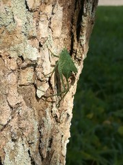 Insect on a tree