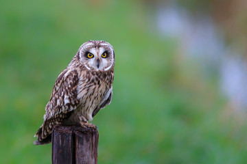 Short-eared owl sitting on a pole in the meadows of Noord Brabant near Rosmalen in the Netherlands