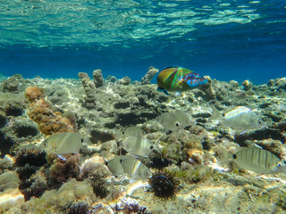 Obraz na płótnie Canvas beautiful underwater fish . beautiful undersea world . fish Mediterranean Sea