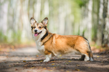 Naklejka na ściany i meble Sable welsh corgi pembroke dog portrait standing in the forest