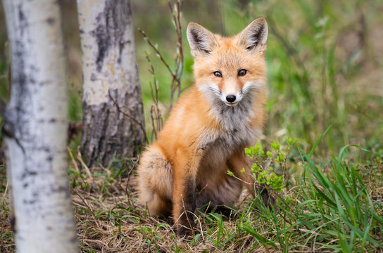 Red fox kits in the wild