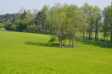 한국의 들판