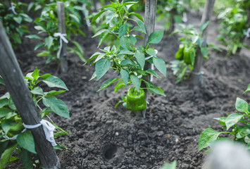 Home garden with green pepper