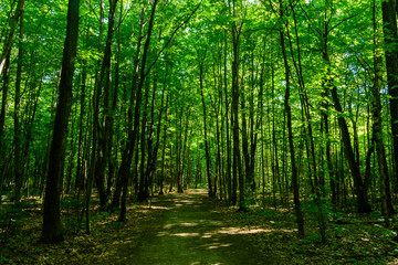 Obraz premium Walking at Des Roches PArk