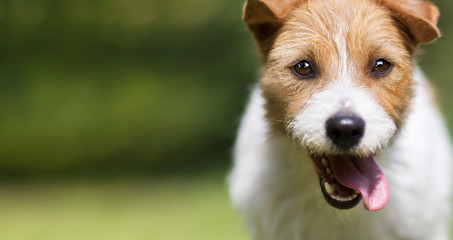 Funny happy crazy smiling excited jack russell terrier pet dog puppy head, face and tongue. Web banner.
