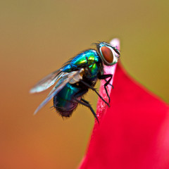 Fliege auf einer Dipladenien Blüte