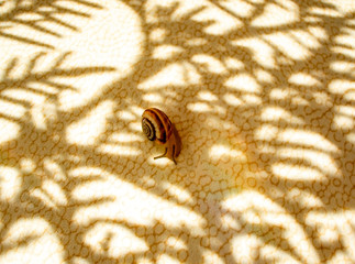 Small grape snail on a light background with patterned shadows from a plant twig and a small rainbow.  Abstract background in sunbeams, copy space