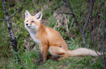 Red fox kits in the wild
