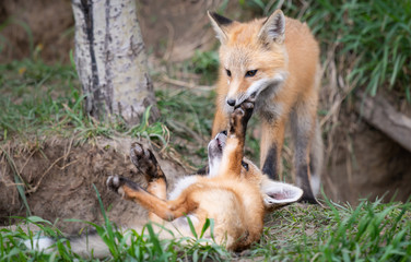 Red fox kits in the wild