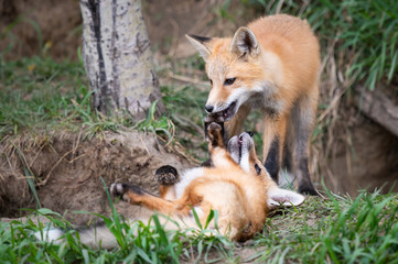 Red fox kits in the wild