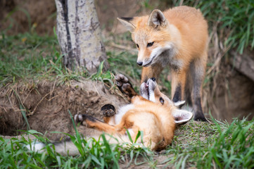 Naklejka na ściany i meble Red fox kits in the wild