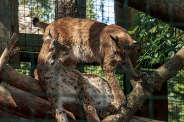 Two feline family lynx animal playing
