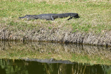 Alligator sunning by pond