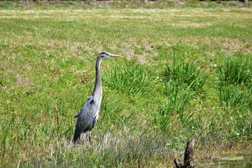 Blue Heron
