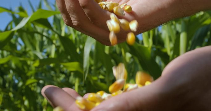 Corn Seed in Farmer Hands, Agriculture. Slow Motion Farmer Hands Cupping Maize Kernels in Field After Harvest is Done. Closeup Farm Worker holding maize harvest cereal plant. Golden Corn Growing