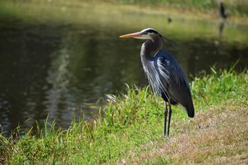 Blue Heron