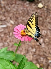 butterfly on flower