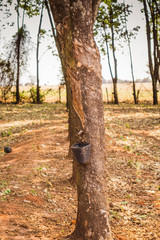 Detail of latex extraction from a rubber tree - hevea brasiliensis