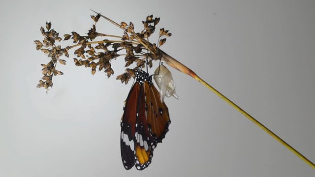 Amazing moment ,Monarch Butterfly pupa and emerging with clipping path.