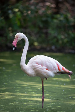 Pink flamingo immersed in the water of a pond