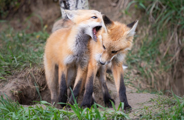 Red fox kits in the wild