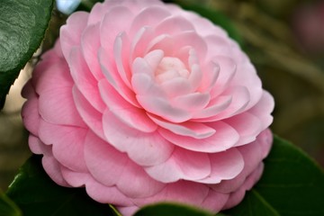 Pink Camelia