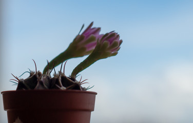 Blooming cactus Gymnocalycium.Green background and light from the window