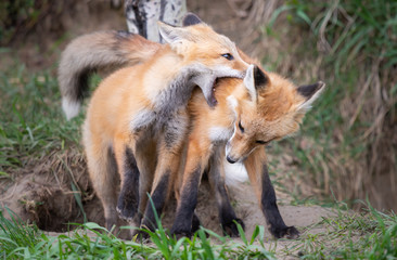 Red fox kits in the wild