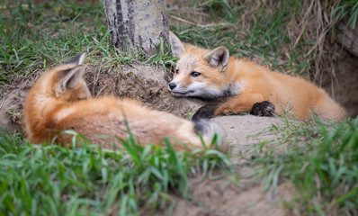 Red fox kits in the wild