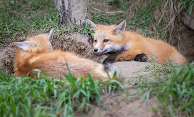 Red fox kits in the wild