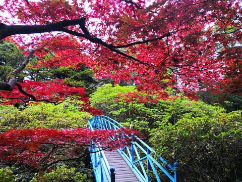 View of a blue bridge in a japanese garden in Aberdeen, Scotland. Johnston Gardens on a summer day.