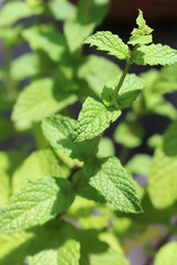 mint growing in a pot outdoors