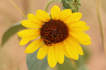 Close up of a sunflower in the garden