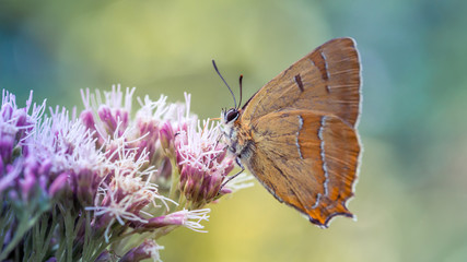 Close-up of butterfly Thecla betulae sitting on flower, Slovakia