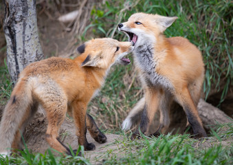 Red fox kits in the wild