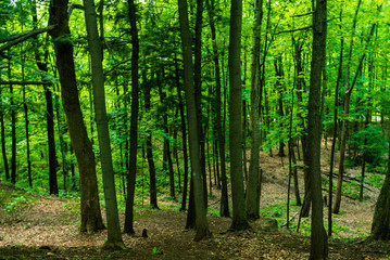 Walking at Escarpement park