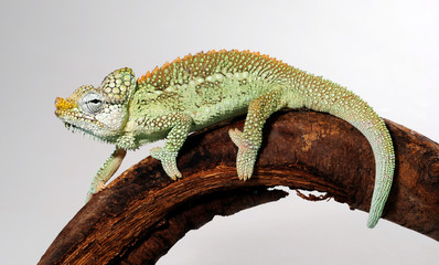 Helmeted chameleon / Helmchamäleon (Trioceros hoehnelii) © bennytrapp