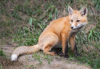Red fox kits in the wild