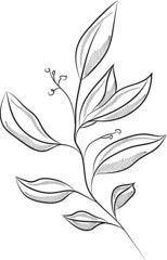 Vector fine art plant illustration, Eucalyptus leaves. Line drawing art. Can be used for logotype, pattern, wrapping paper, social media, web design. Hand drawn illustration on white background